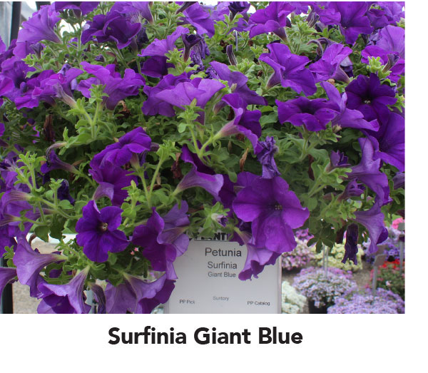 Surfinia Giant Blue