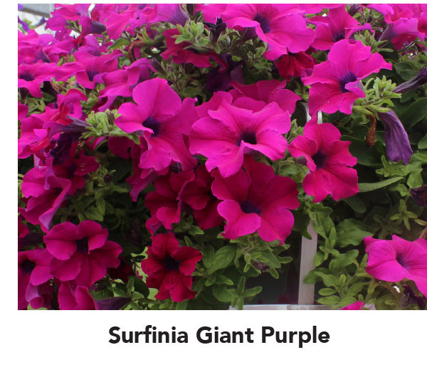 Surfinia Giant Purple