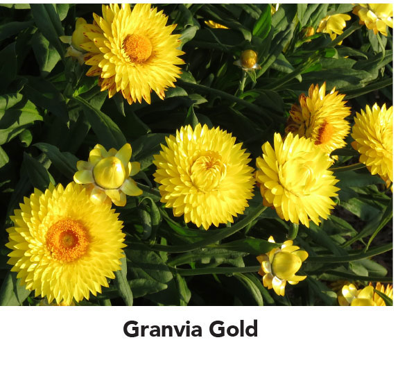 Granvia Gold