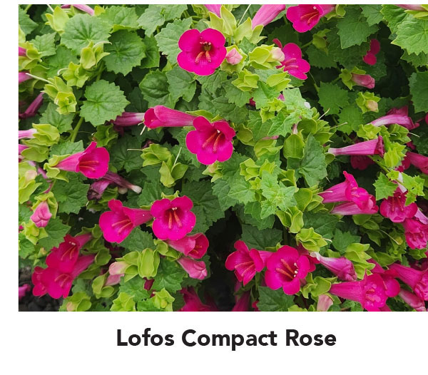 Lofos Compact Rose