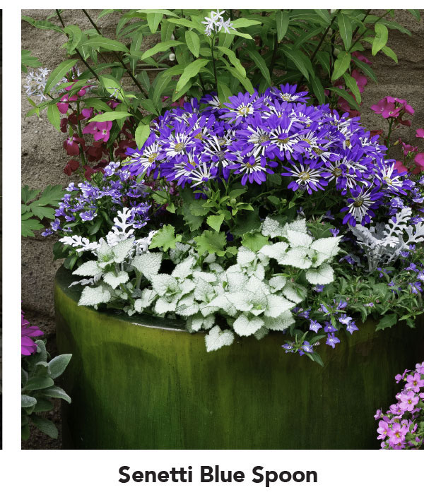 Senetti Blue Spoon combo