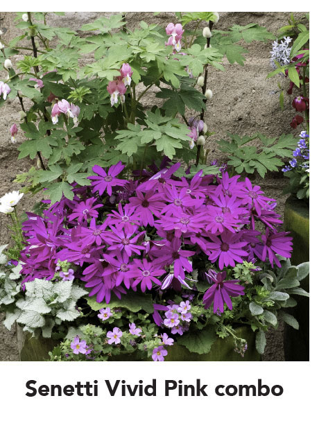 Senetti Vivid Pink combo	SENETTI 'Vivid Pink'