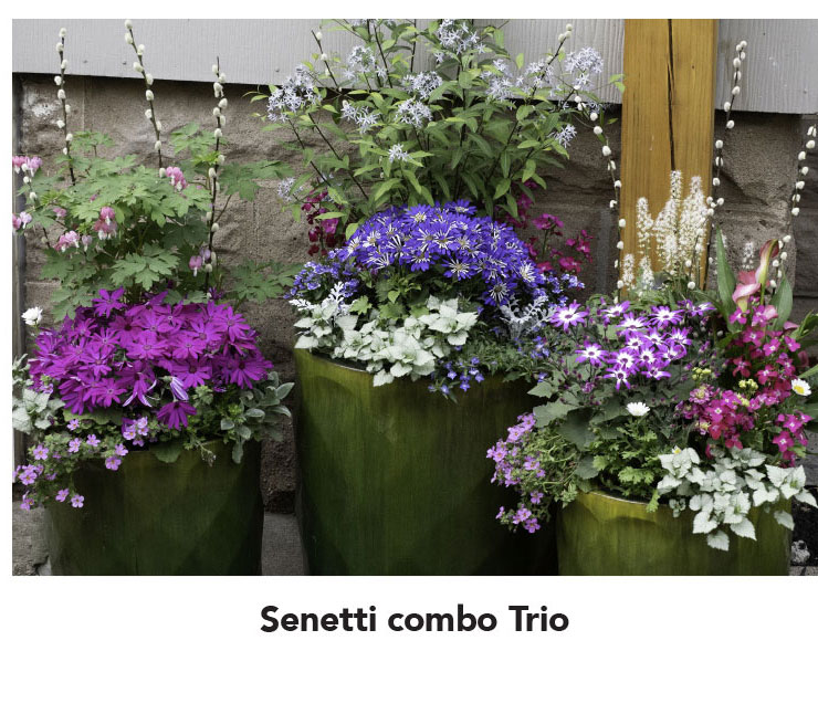 Baby Senetti True Blue combo