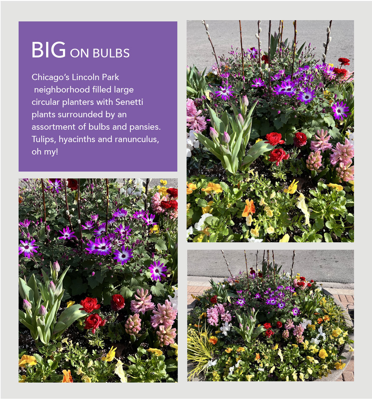 SENETTI® Magenta Bicolor