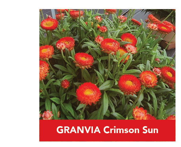 GRANVIA Crimson Sun