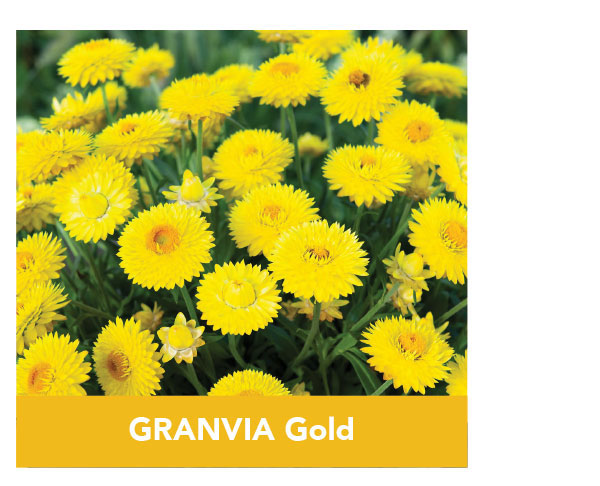 GRANVIA Gold