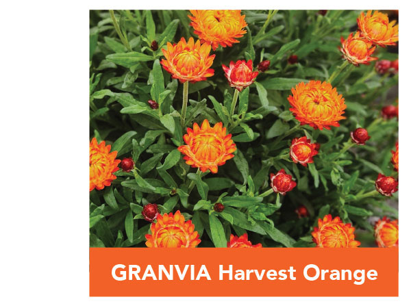 GRANVIA Harvest Orange