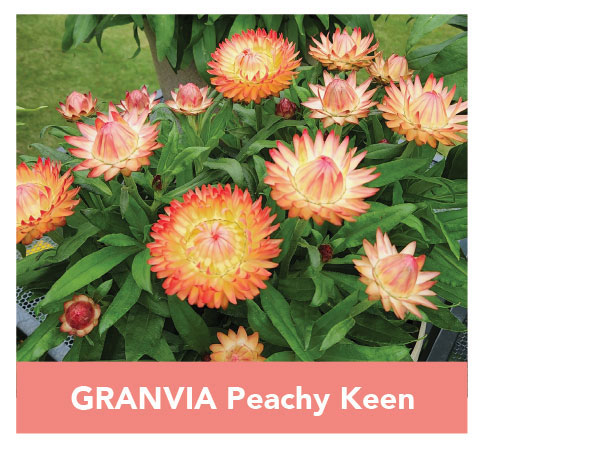 GRANVIA Peachy Keen