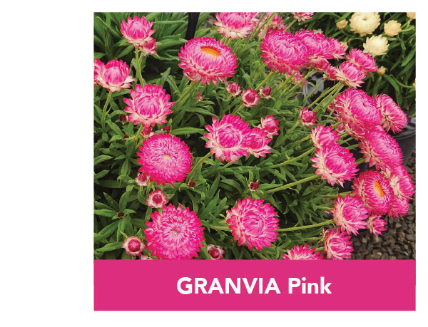 GRANVIA Pink
