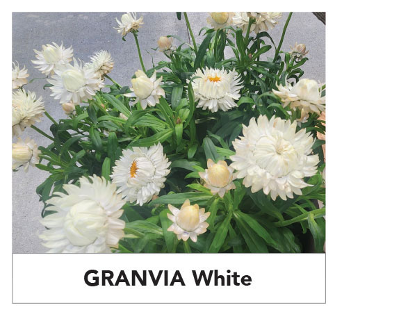 GRANVIA White