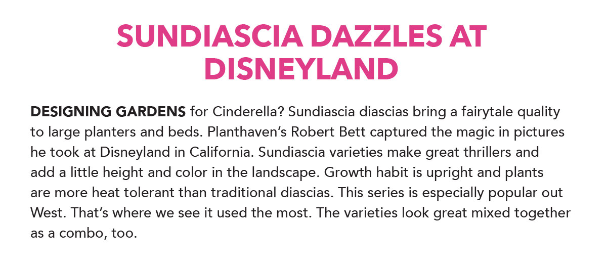 SUNDIASCIA® Diascias