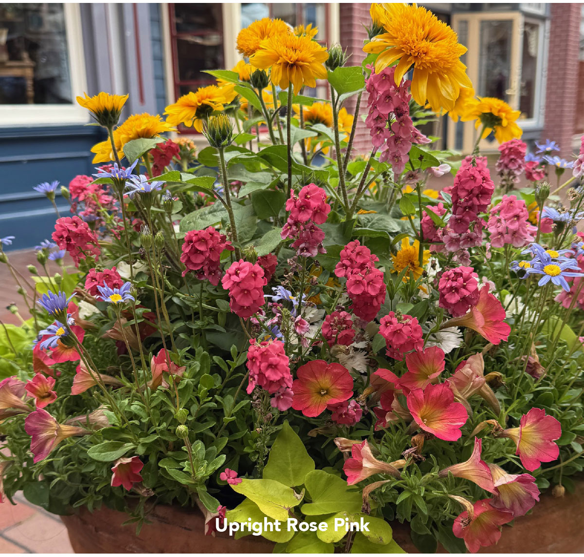 Suntory Flowers Variety View – Sundiascia Dazzles @Disneyland