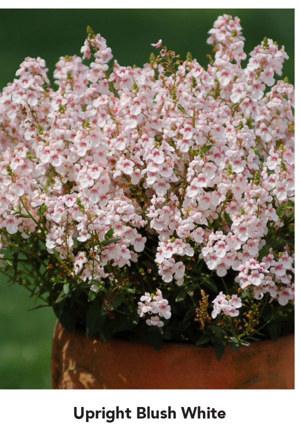 Upright Blush White