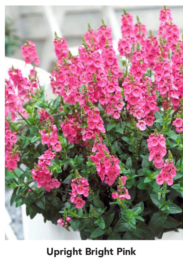 Suntory Flowers Variety View – Sundiascia Dazzles @Disneyland