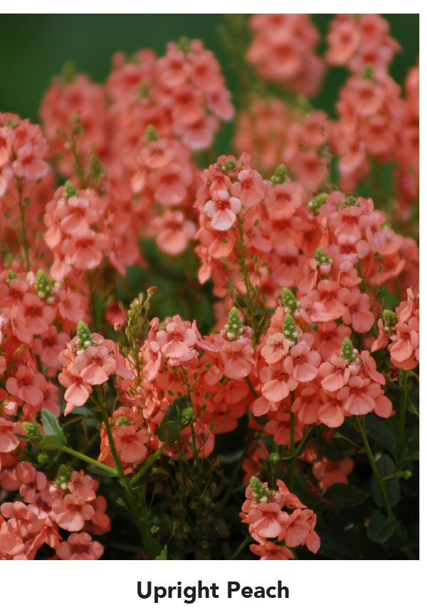 Suntory Flowers Variety View – Sundiascia Dazzles @Disneyland
