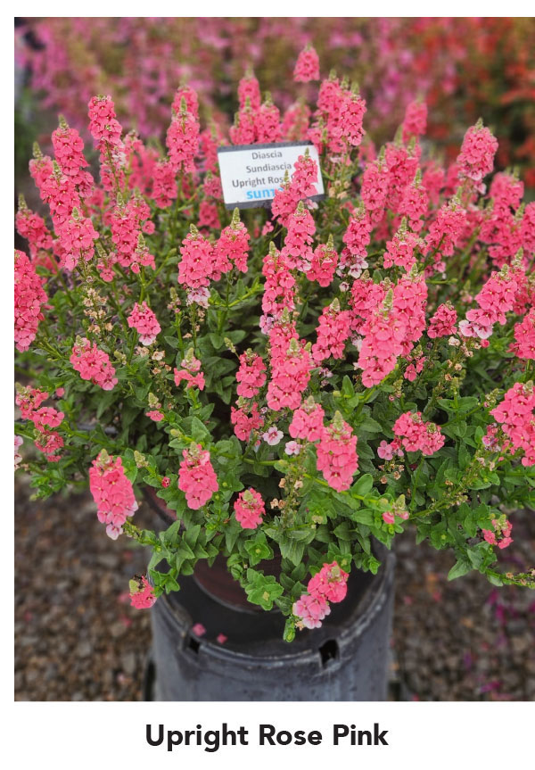 Upright Rose Pink