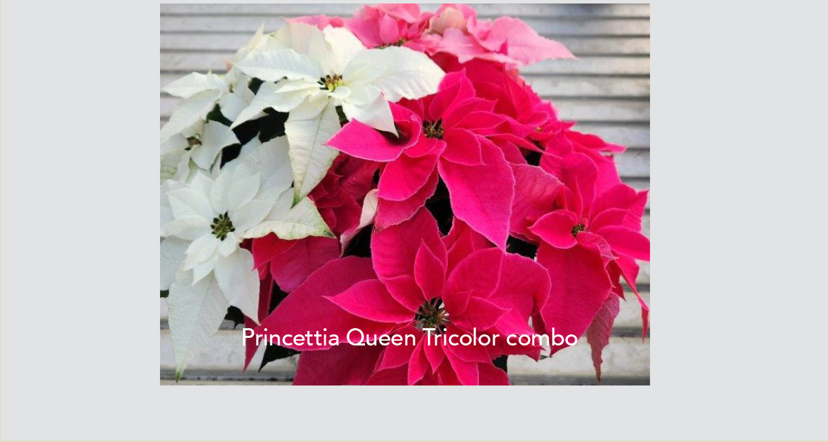 Tricolor