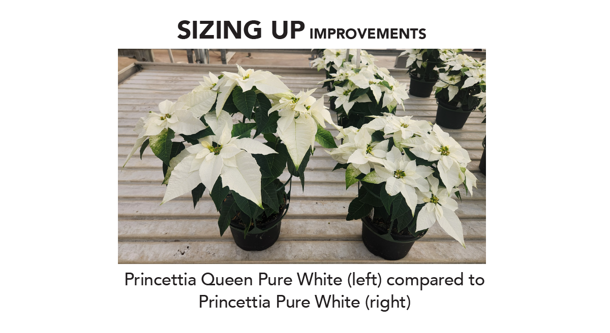 Princettia Queen Pure White (left) compared to Princettia Pure White (right)