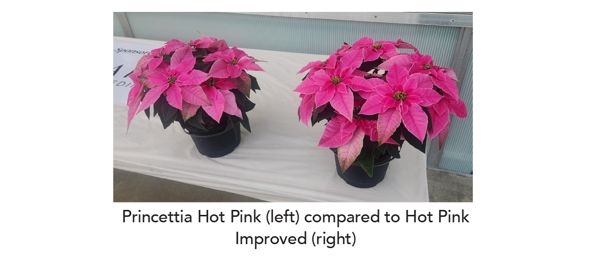 Princettia Hot Pink (left) compared to Hot Pink Improved (right) PRINCETTIA® Series