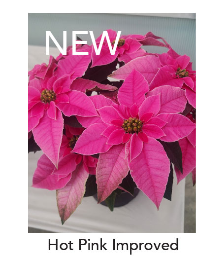 NEW PRINCETTIA® Hot Pink Improved 