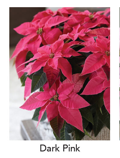 PRINCETTIA® Dark Pink