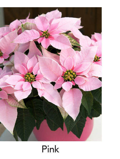 PRINCETTIA® Pink
