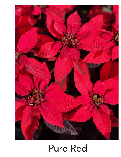 PRINCETTIA® Pure Red