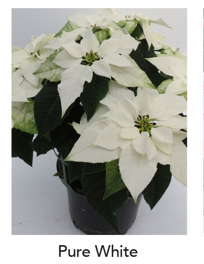 PRINCETTIA® Pure White