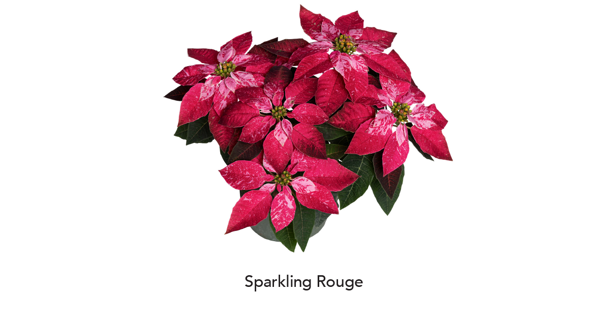 PRINCETTIA® Sparkling Rouge