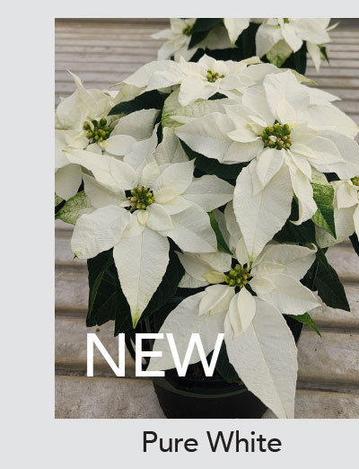 NEW PRINCETTIA QUEEN™ Pure White