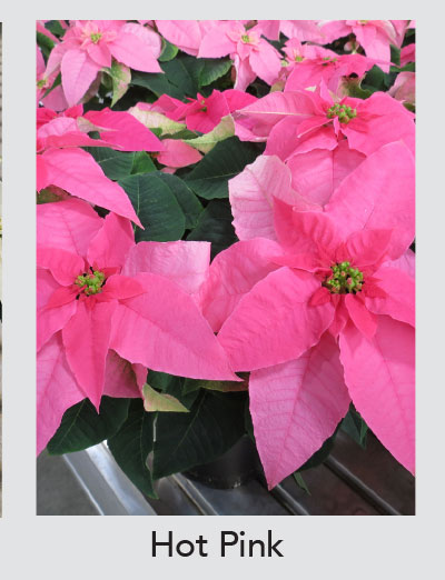 PRINCETTIA QUEEN™ Hot Pink