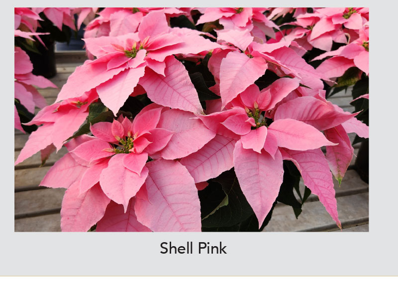 PRINCETTIA QUEEN™ Shell Pink - Suntory Flowers