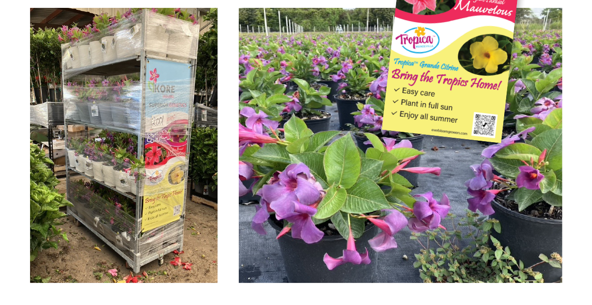 Everbloom Growers