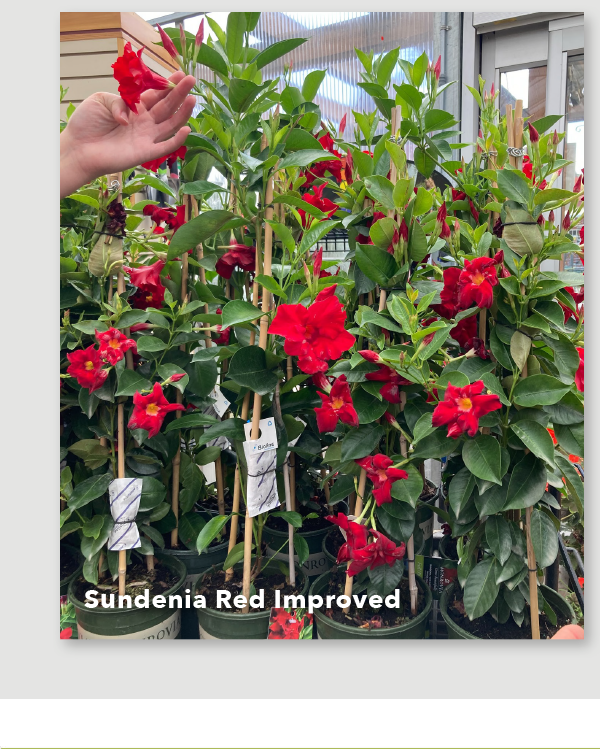 Sundenia Red Improved