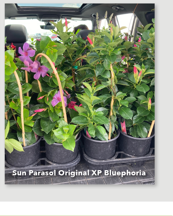 Sun Parasol Bluephoria