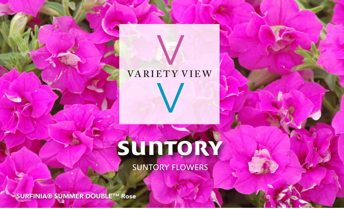 SURFINIA® SUMMER DOUBLE™ Rose