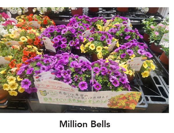 MILLION BELLS® MOUNDING series