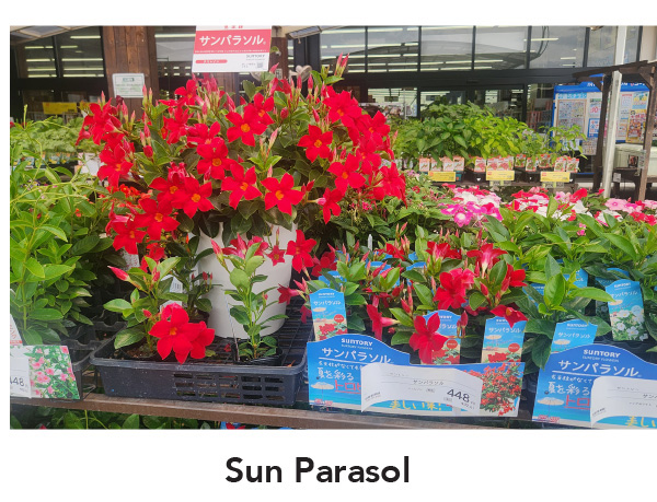 SUN PARASOL® ORIGINAL series