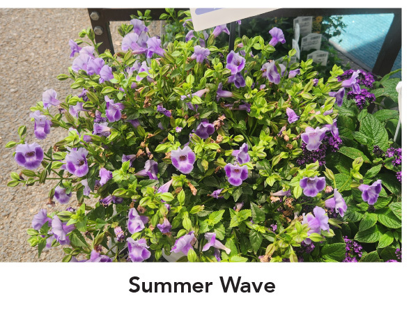 SUMMER WAVE® TRAILING Series