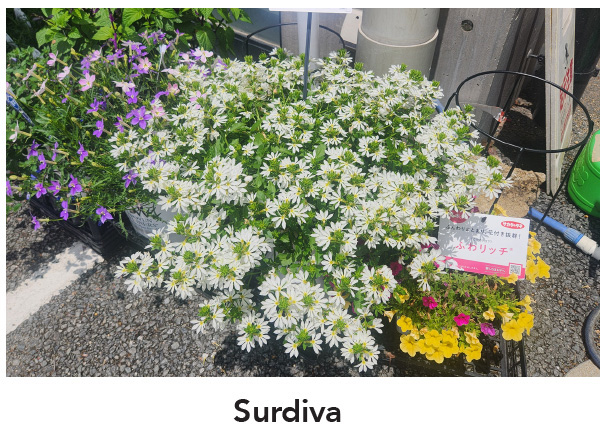 SURDIVA® Series