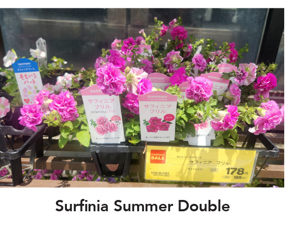 SURFINIA® SUMMER DOUBLE™ Series