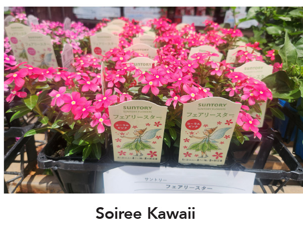 SOIREE® KAWAII series