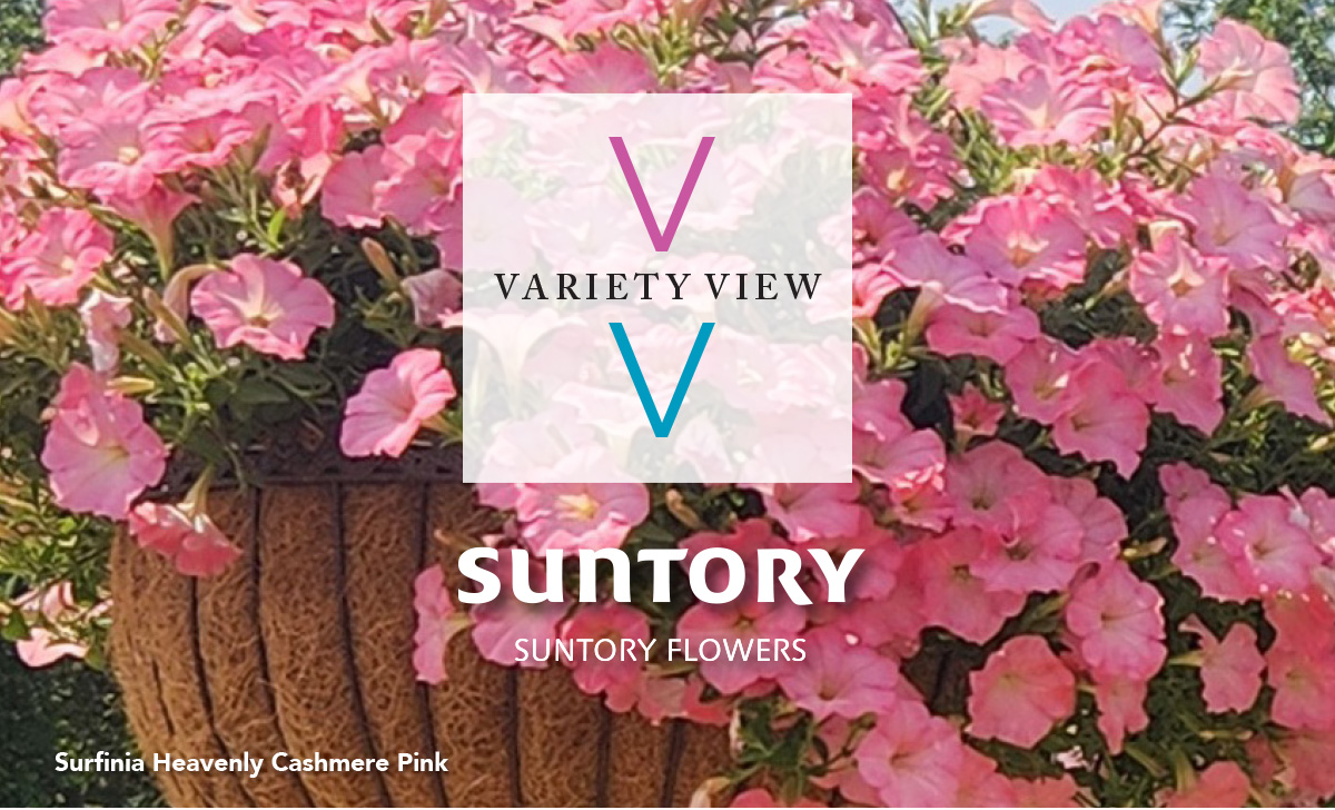 SURFINIA® Heavenly Cashmere Pink