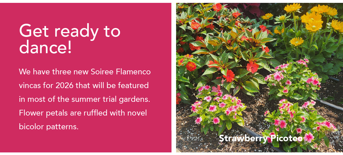 SOIREE® FLAMENCO Strawberry Picotee