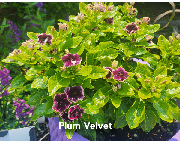 SOIREE® FLAMENCO Plum Velvet