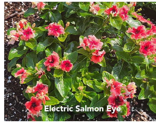 SOIREE® FLAMENCO Electic Salmon Eye