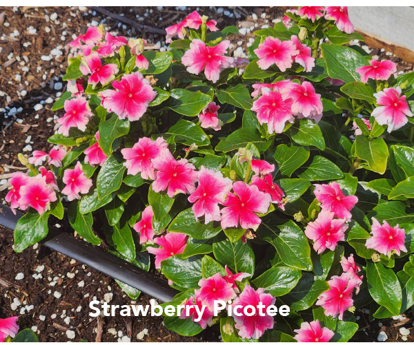 Strawberry Picotee