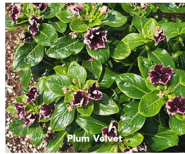 Plum VElvet