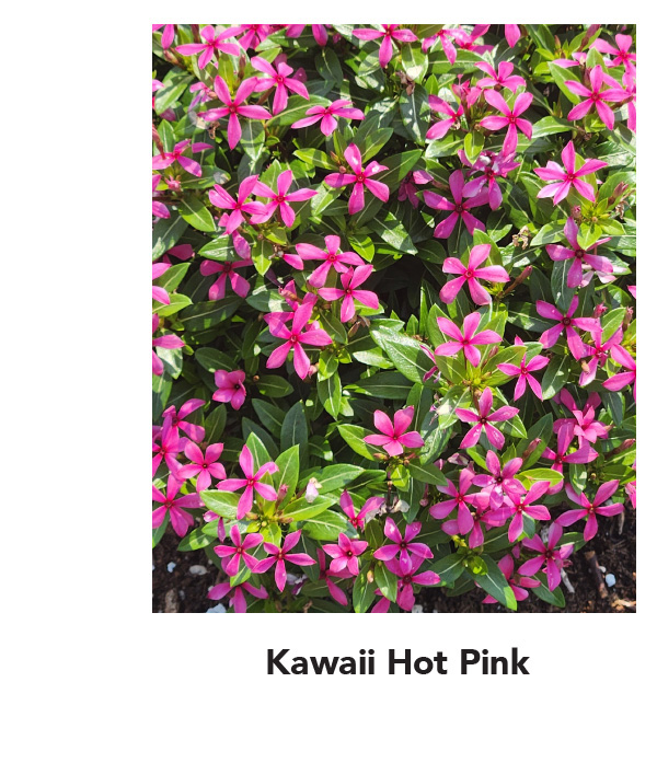 SOIREE KAWAII® Hot Pink