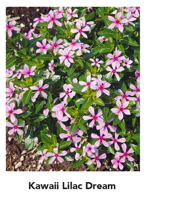 SOIREE KAWAII® Lilac Dream